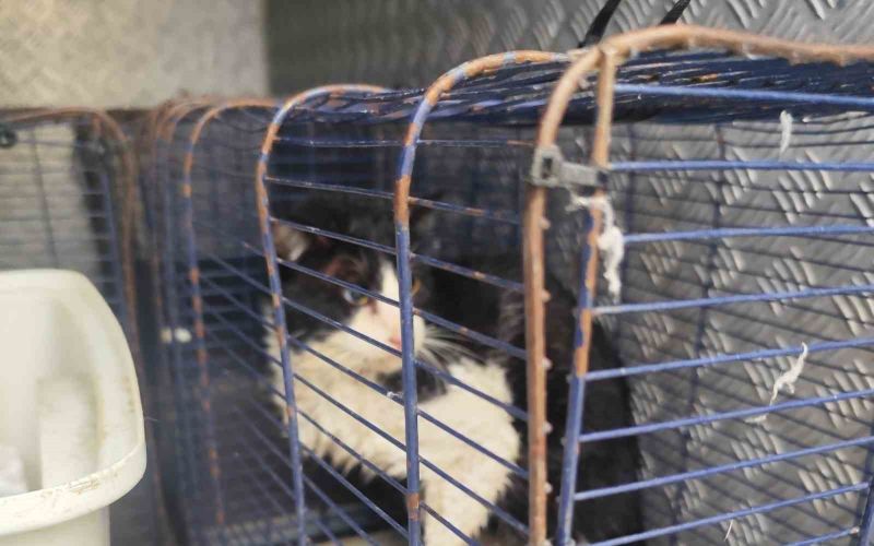 Derede mahsur kalan kedi kurtarıldı
