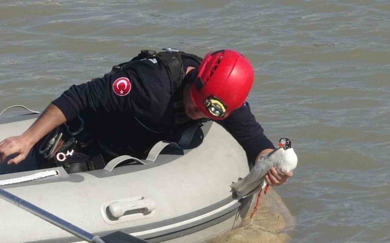 Antalya itfaiyesinden film gibi martı kurtarma operasyonu
