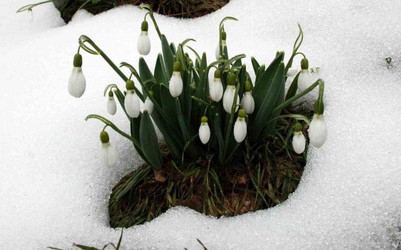 Toros kardeleni için kontrollü üretim ve ihracat modeli sürdürülüyor
