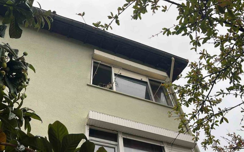 Pencereden bakan ev kedisi itfaiyeyi alarma geçirdi

