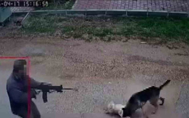 Kavga eden sokak köpeklerine tüfekle ateş edip bir köpeği öldürdü

