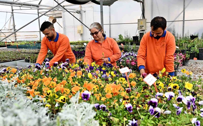 Çiçek Desenleri Günleri için 130 bin dal çiçek yetiştiriliyor
