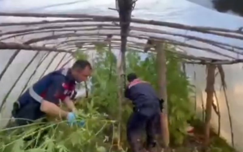 Serayı uyuşturucu tarlasına çevirmiş
