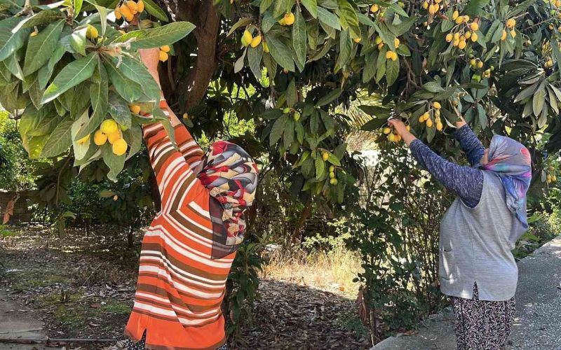 Talep azalınca bedava dağıttı, poşetini alan bahçeye koştu
