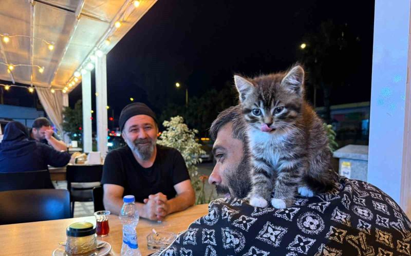 Madde bağımlılığından yavru kedi sayesinde kurtuldu
