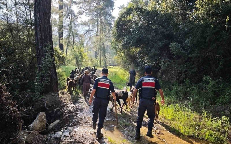 Antalya’da sürüden ayrılıp kaybolan 41 keçi jandarma tarafından bulundu
