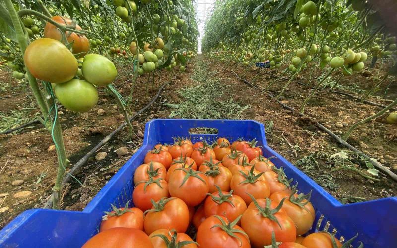Antalya hallerinde Nisan ayında domatesin miktarı azaldı, fiyatı arttı
