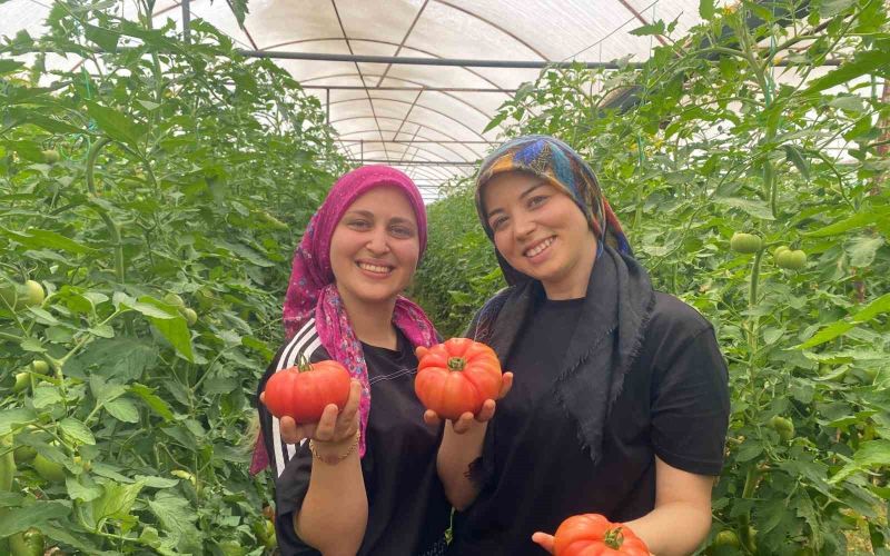 Üretime genç kadın eli değdi: O ilçede yıllık 550 bin ton domates hasat ediliyor
