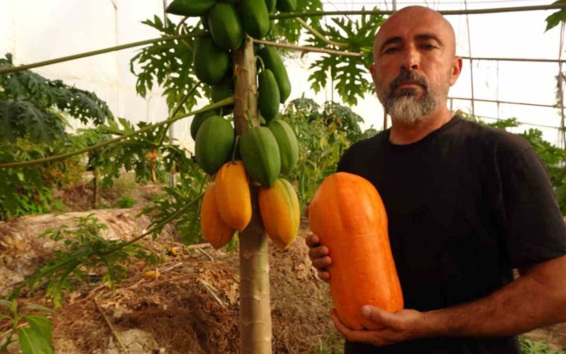 Tropikal papaya meyvesinde hasat heyecanı: Kilosu 90 TL’ye kadar çıkıyor

