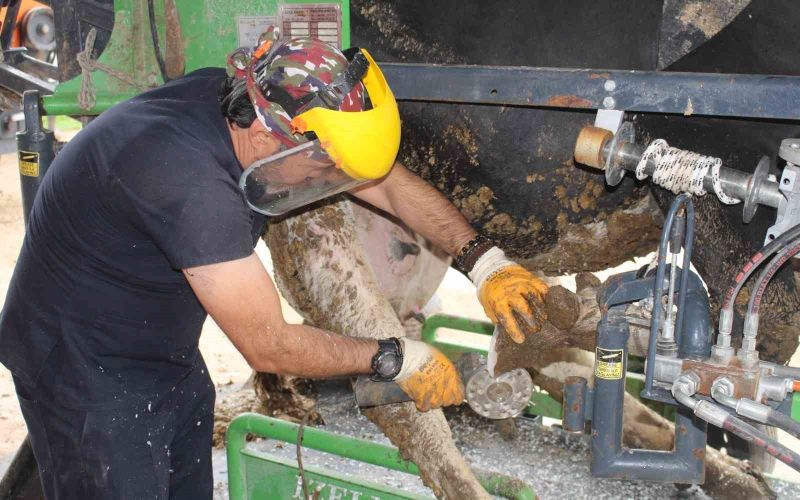 Korkuteli’nde büyükbaş hayvanlara yönelik ücretsiz tırnak bakımı
