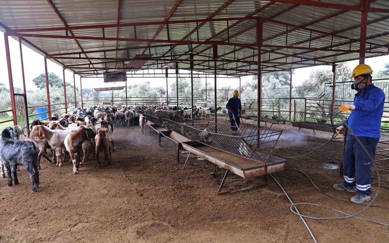Büyükşehir’den ahırlarda karasineğe karşı mücadele

