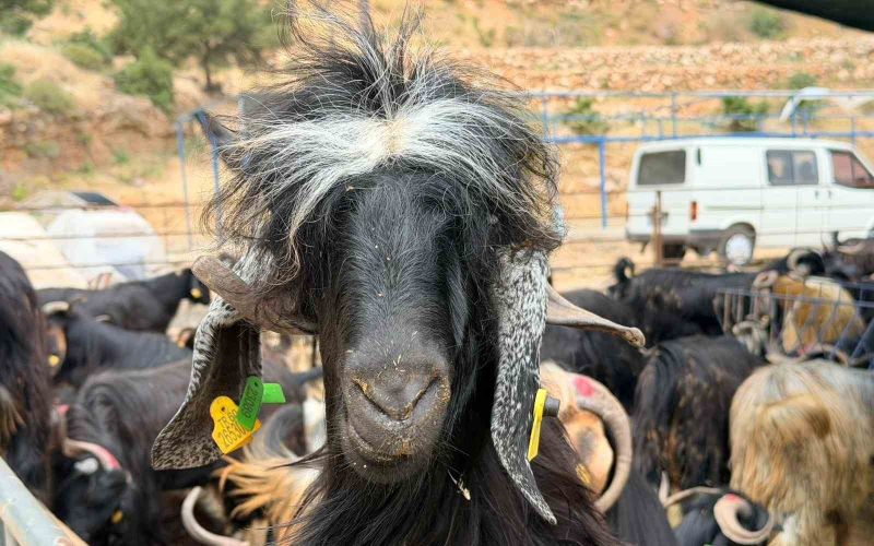 Kepez’in kurban pazarları hizmette
