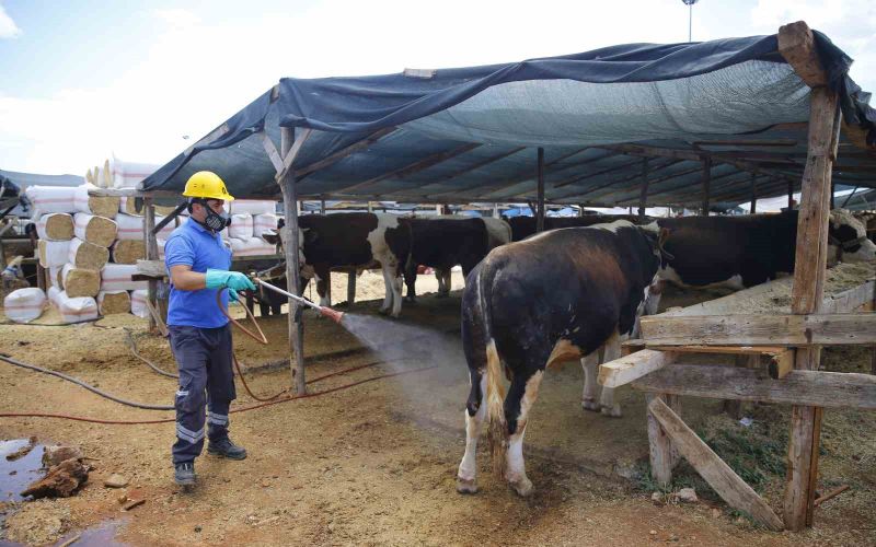 Büyükşehirden 6 farklı noktada ücretsiz kurban kesim hizmeti

