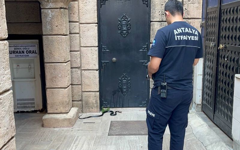 Namaza gelen cemaat karşılaştıkları yılanı önce oyuncak sandı, hareket edince telefona sarıldı
