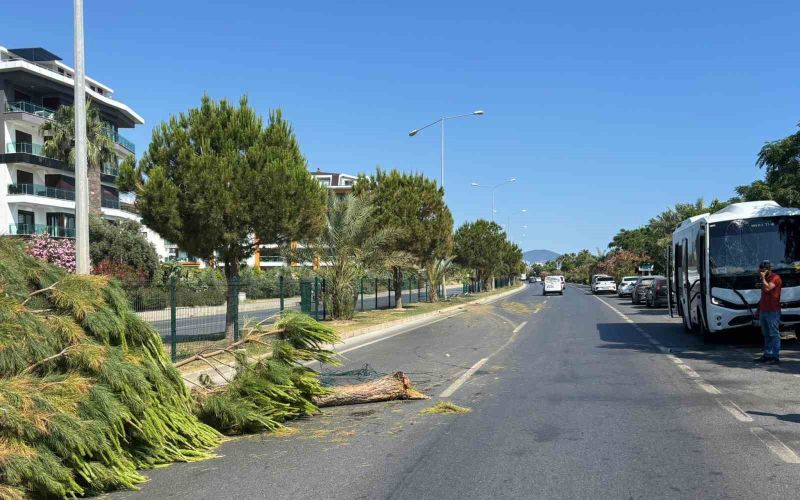 Alanya’da alkollü sürücünün kullandığı midibüs refüjü aşıp karşı şeride geçti
