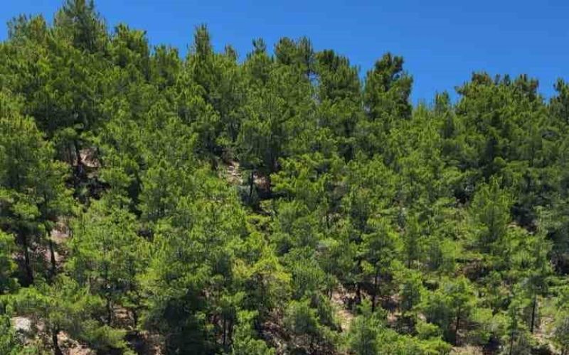 Alara çayında kaybolan genç için arama çalışmaları 16’ıncı gününde devam ediyor
