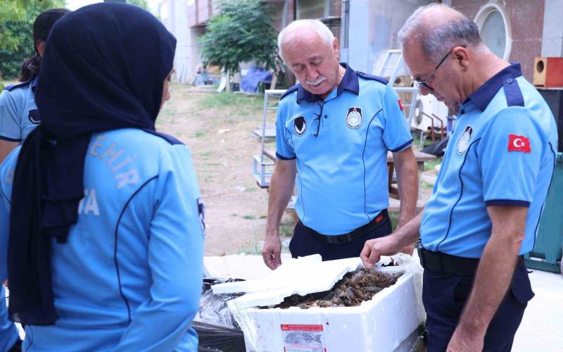 Antalya Otobüs Terminali’nde kerevit operasyonu: 90 kilogram ele geçirildi
