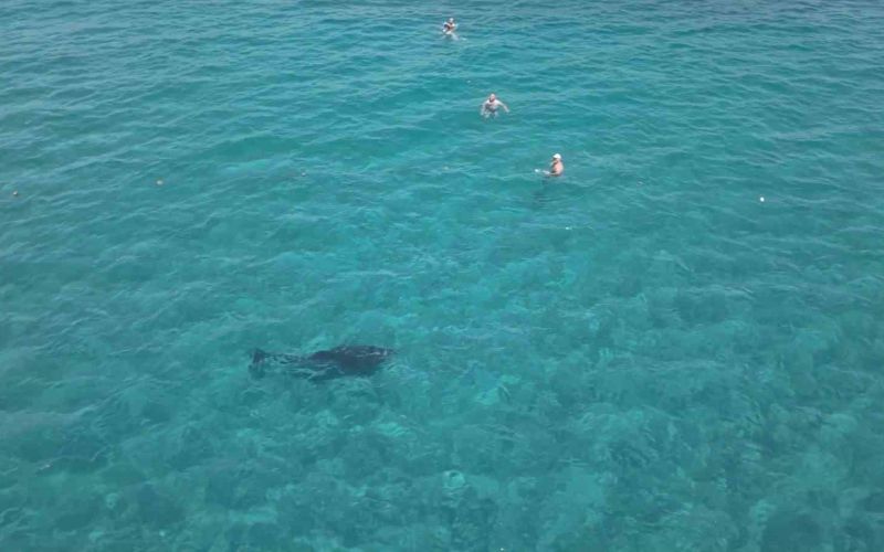 Alanya’da kıyıya yaklaşan yunus turistlerle yüzdü
