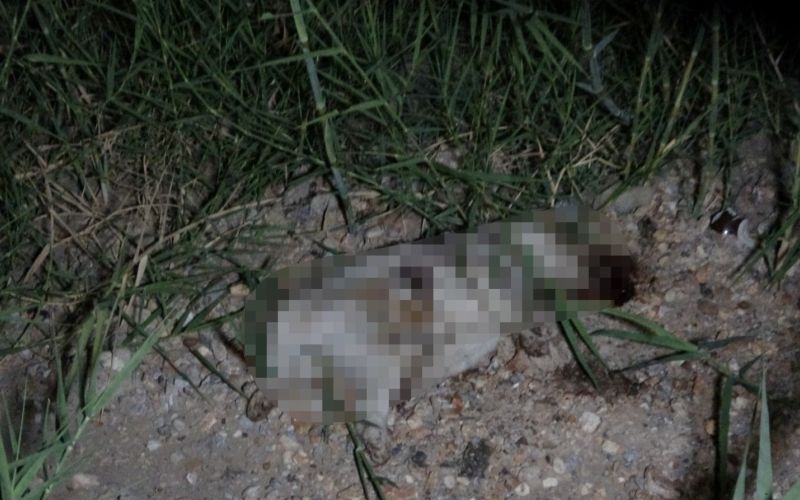 ATV aracın çarptığı yavru köpeğin taşla öldürüldüğü iddiası ortalığı karıştırdı
