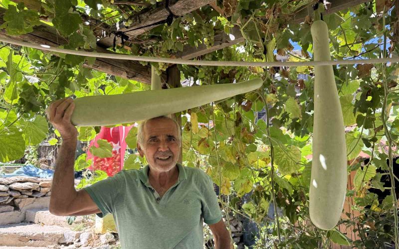 Antalya’da 96 santimetrelik su kabağı şaşkınlığı: Deneme amaçlı ekti, boyu 1 metreye dayandı
