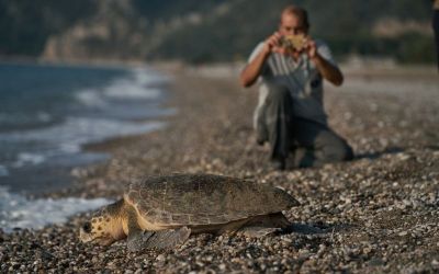 Antalya’da 2023 yılında 144 bin 334 yavru caretta caretta denizle buluştu
