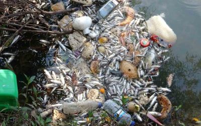 Antalya’da sulama kanalındaki balık ölümleri endişelendiriyor
