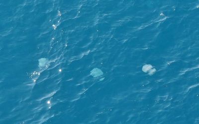 Dev denizanalarının sürü halindeki geçişleri dron ile görüntülendi
