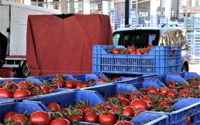Antalya’da domates miktarı da fiyatı da arttı
