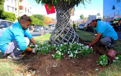 Alanya belediyesi mevsimlik çiçek dikimlerine başladı
