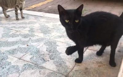Engelli ’Karam’ geri geldi, kediyi götüren genç kadın veterinerlik öğrencisi çıktı: 