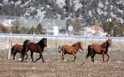 Antalya’da yılkı atları havadan görüntülendi
