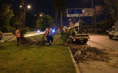Büyükşehir’den gece budama çalışması
