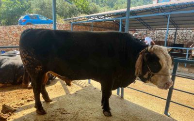 1 ton 300 kiloluk tosun 430 Bin TL’ye satıldı
