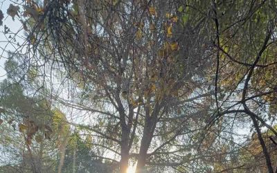 Serik’te sabah saatlerinde çıkan orman yangını söndürüldü
