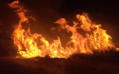 Manavgat’taki yangında 8 dönümlük tarım arazisi zarar gördü
