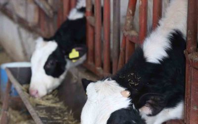 Büyükşehir’den kırsaldaki besicilere veterinerlik hizmeti
