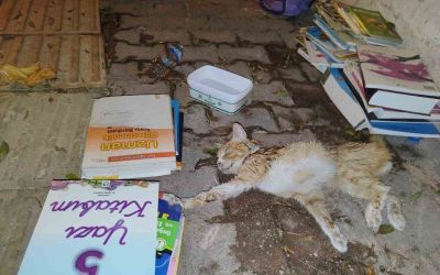 Sokakta yaralı gördükleri yavru kedi için seferber oldular
