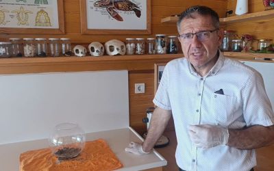 Antalya’da bulunan siyam ikizi caretta
