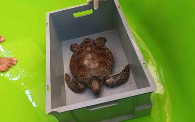 Üzerine file ve çuval dolanıp lenfleri zarar gören Yeşil Deniz Kaplumbağası kurtarıldı
