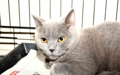 Kemer’de 27 köpek ve 122 kedi kısırlaştırıldı
