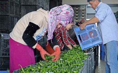 Antalya’da Eylül’de sebze miktarı yüzde 10 arttı
