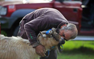 3 keçisini kurtlar yiyen yaşlı adam, mahsur kaldığı uçurumdan kurtarılan son keçisine sarılıp doyasıya öptü
