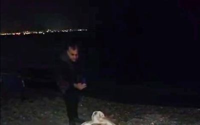 Dünyaca ünlü sahilde pelikan şaşkınlığı
