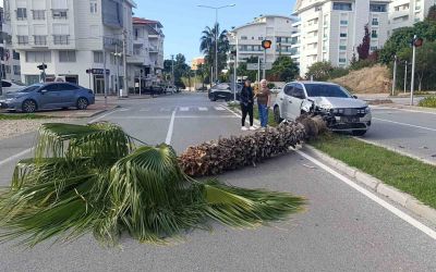 Şoförlük eğitimi yaparken refüjdeki palmiyeyi devirdi, kaza anı güvenlik kamerasına yansıdı
