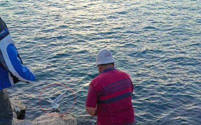 Oltaya bu kez balık yerine martı takıldı
