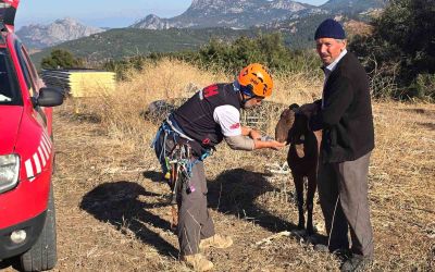 Kaya oyuğuna düşen ve 3 gün mahsur kalan keçi, film gibi operasyonla kurtarıldı
