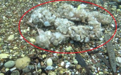 Sigara izmaritleri denizde pamuk tarlasına dönüştü
