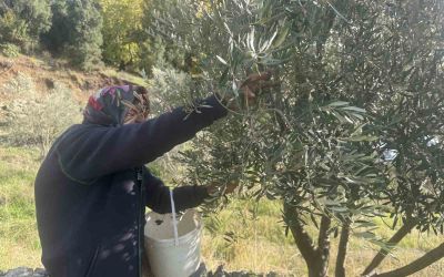 88 yaşındaki Emine nine zeytin hasadında
