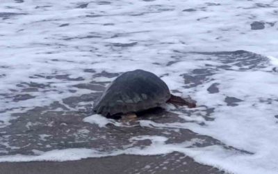Antalya’da yaralı bulunan Caretta caretta tedavisinin ardından yeniden özgürlüğe kavuştu
