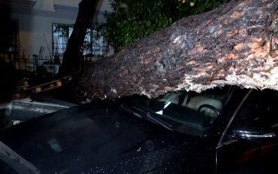 Antalya’da yağmur ve şiddetli rüzgar 10 metrelik ağacı devirdi: İki araç ve bina zarar gördü
